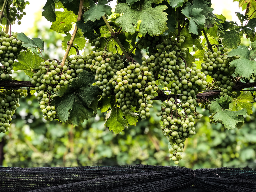 grapes.png