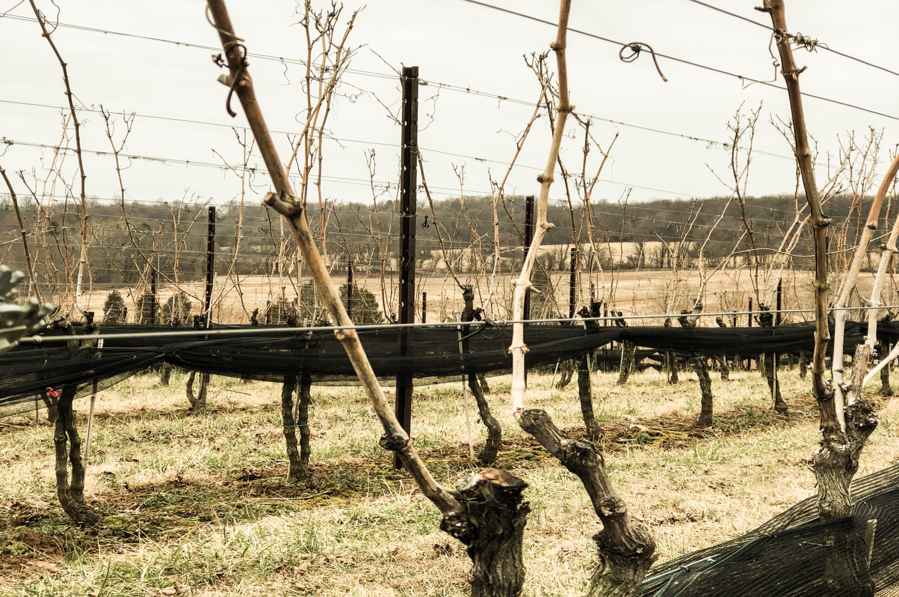 vineyard4.png