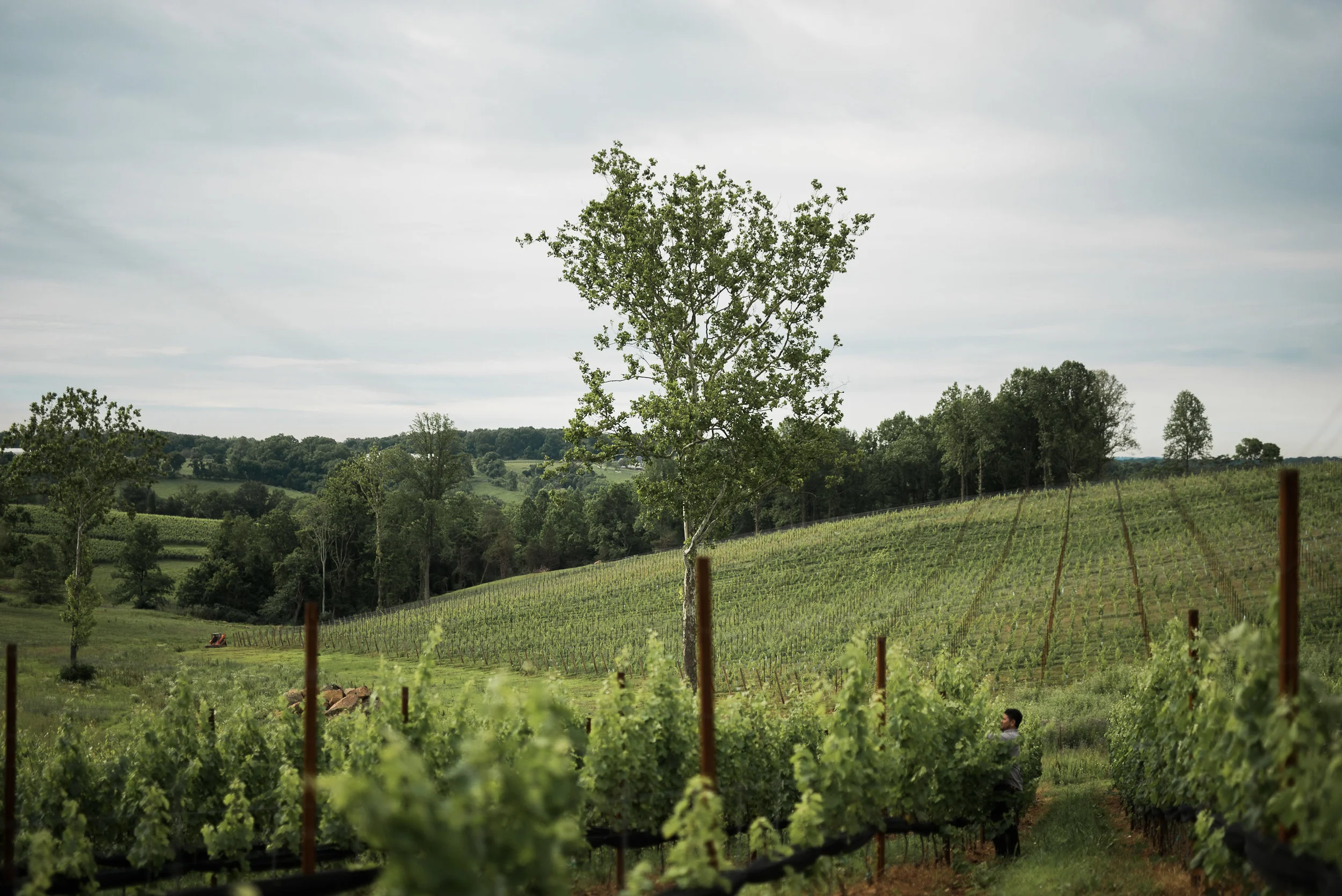 StoneTowerWineryCommercialPhotographerBakerturePhotoandVideo_-25.jpg
