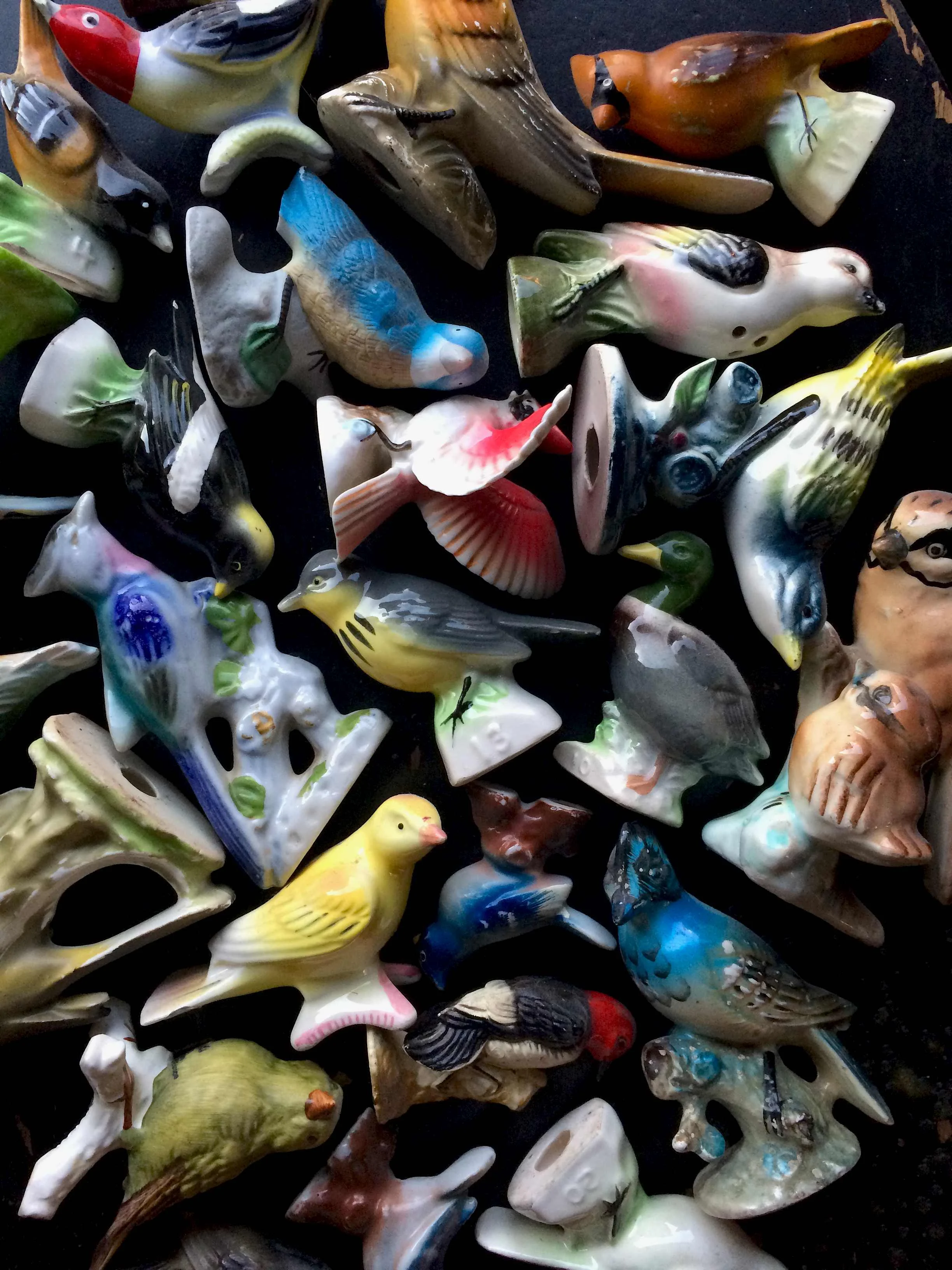 birdcollection-rebecca-purcell.jpg