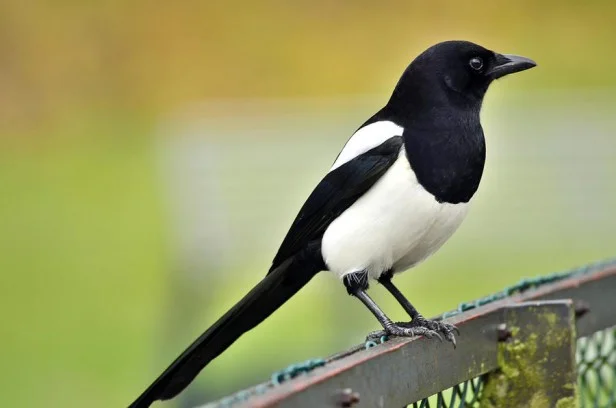 a-magpie-tommy-hammarsten-616x408.jpg