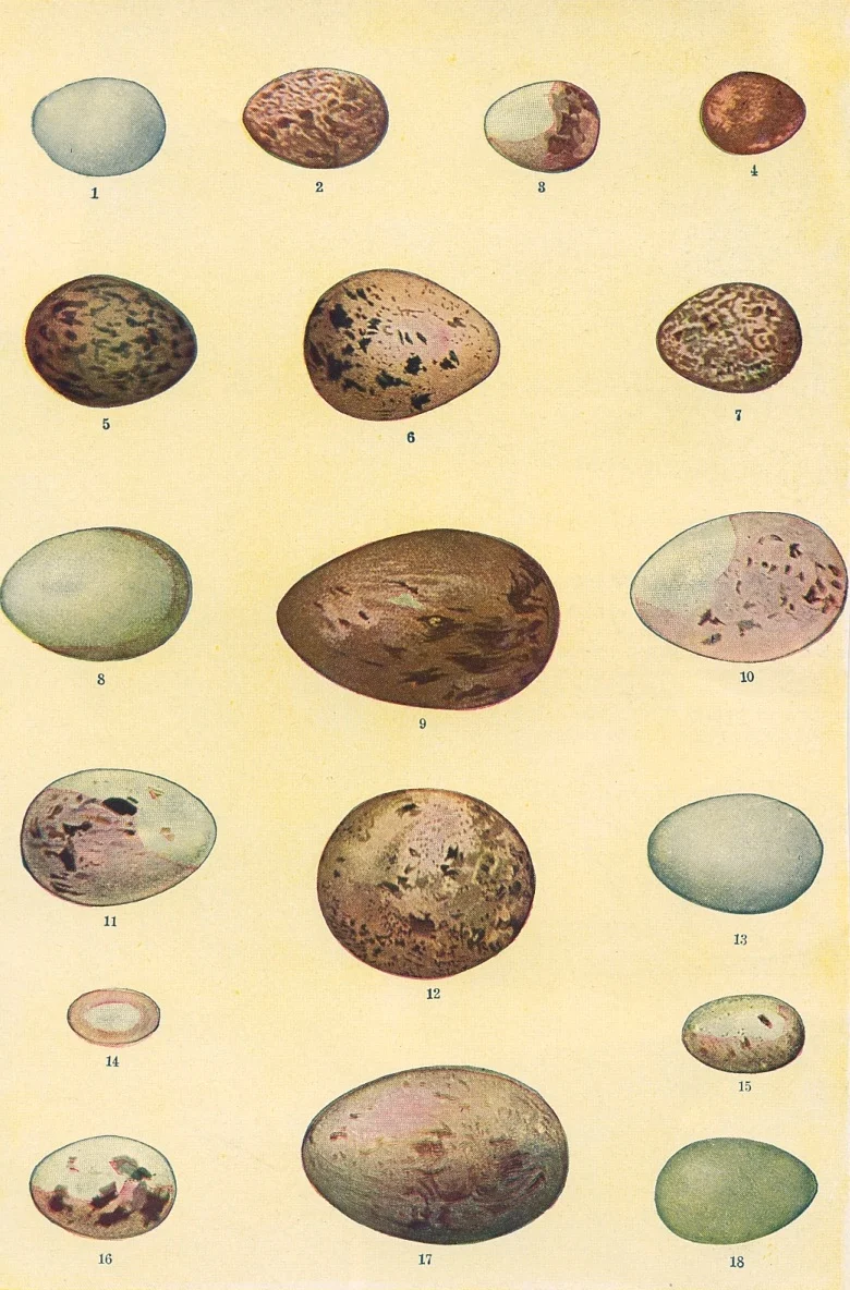  #3 eggs