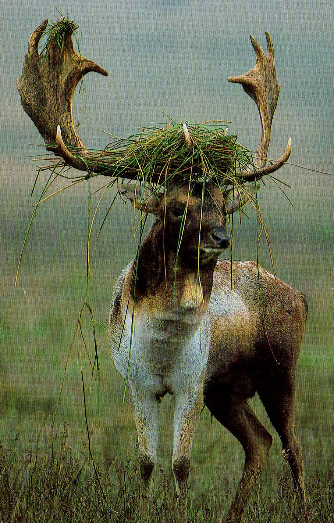  #7 grassstag