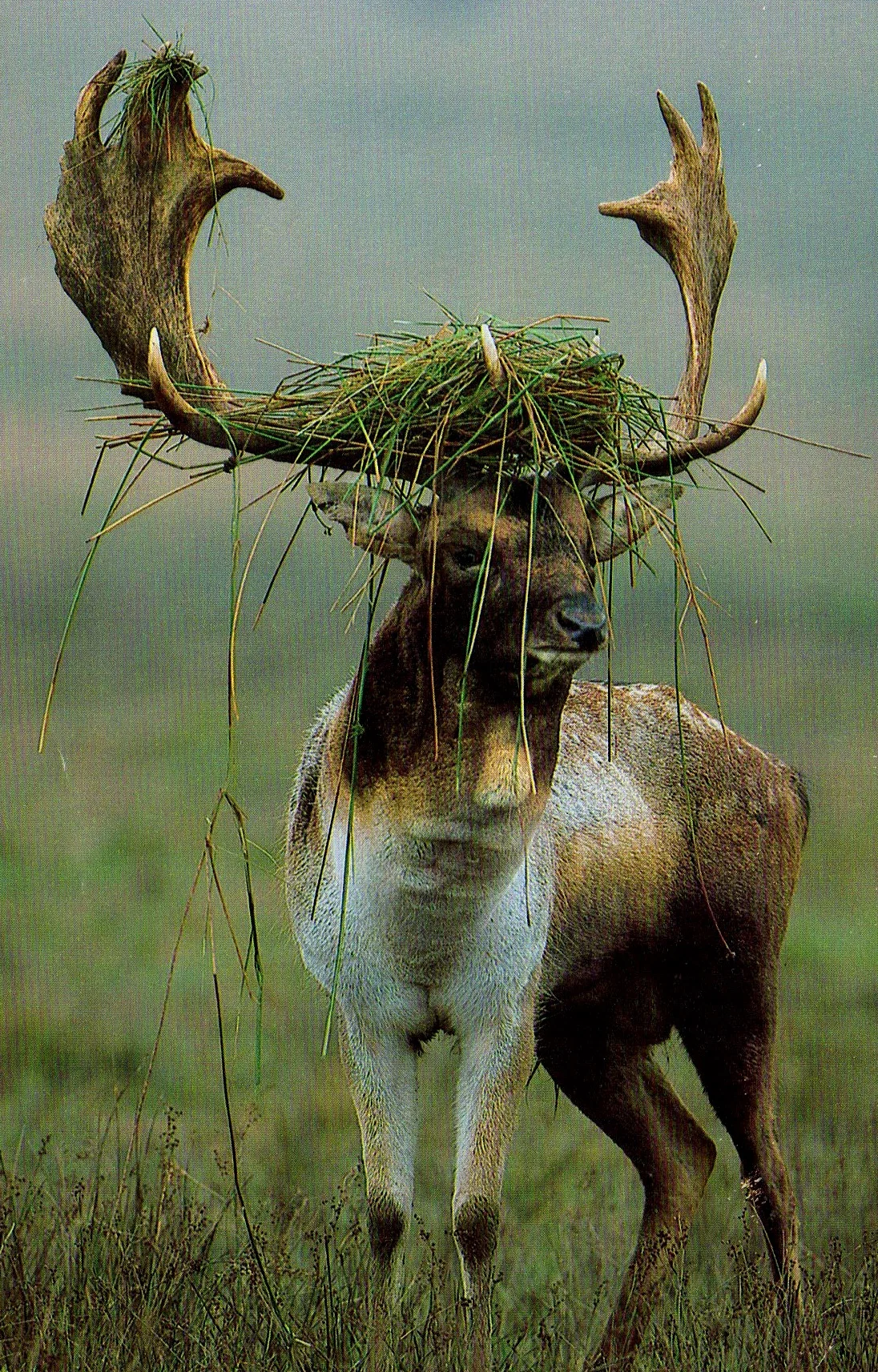 #7 grassstag