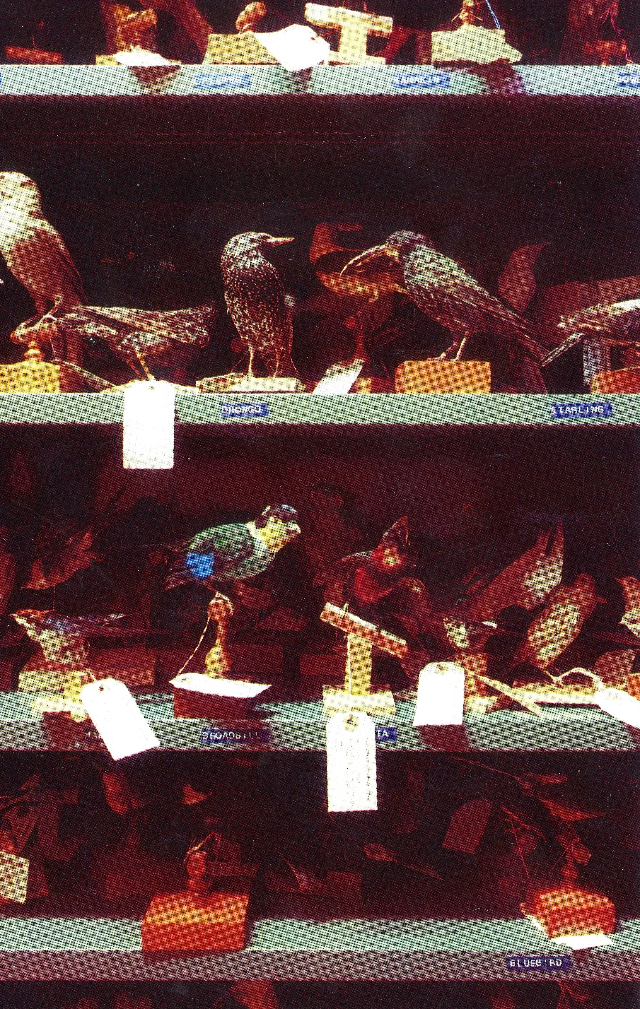 #11 birdtaxidermy