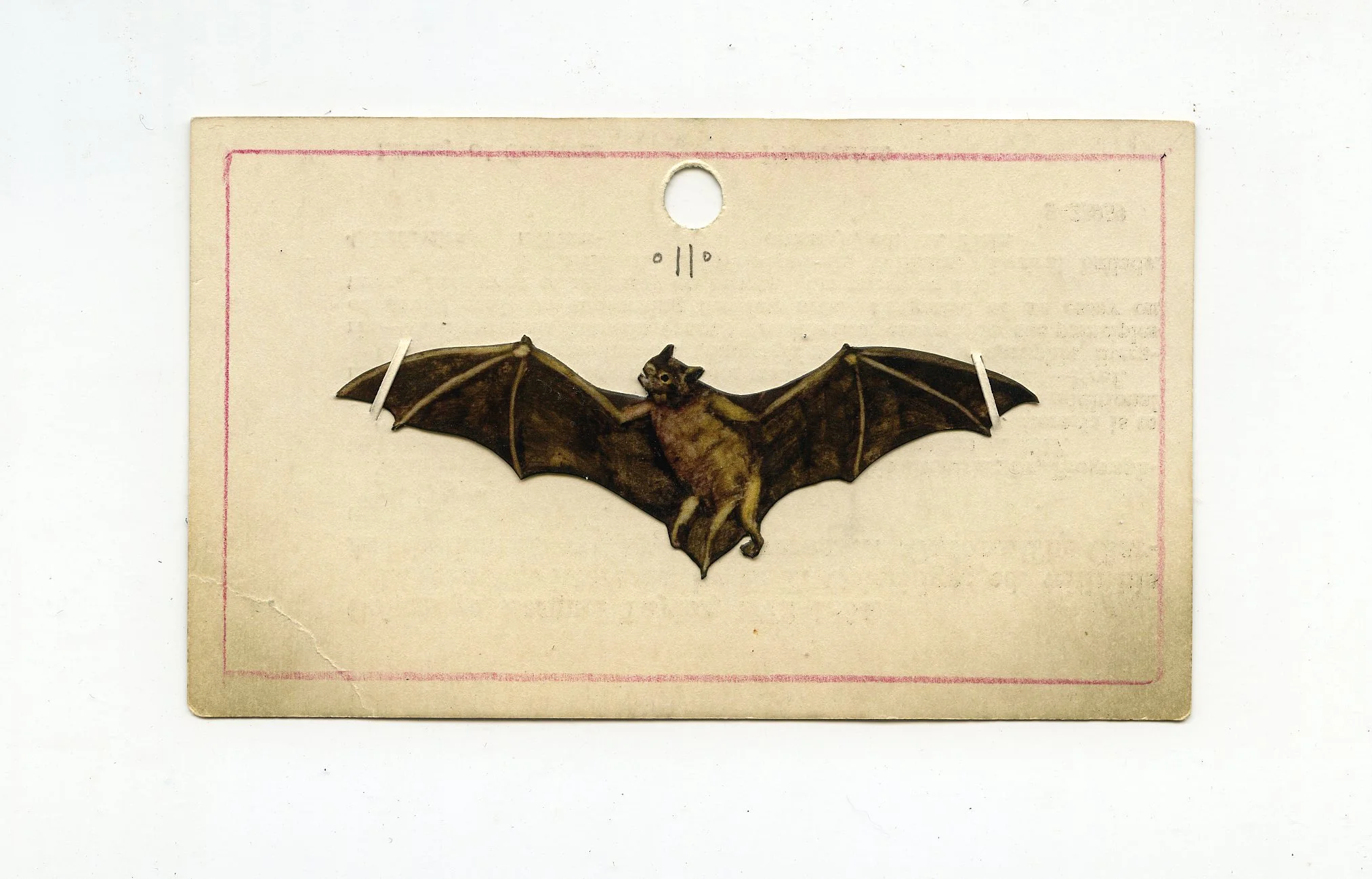 LargeBat.jpg