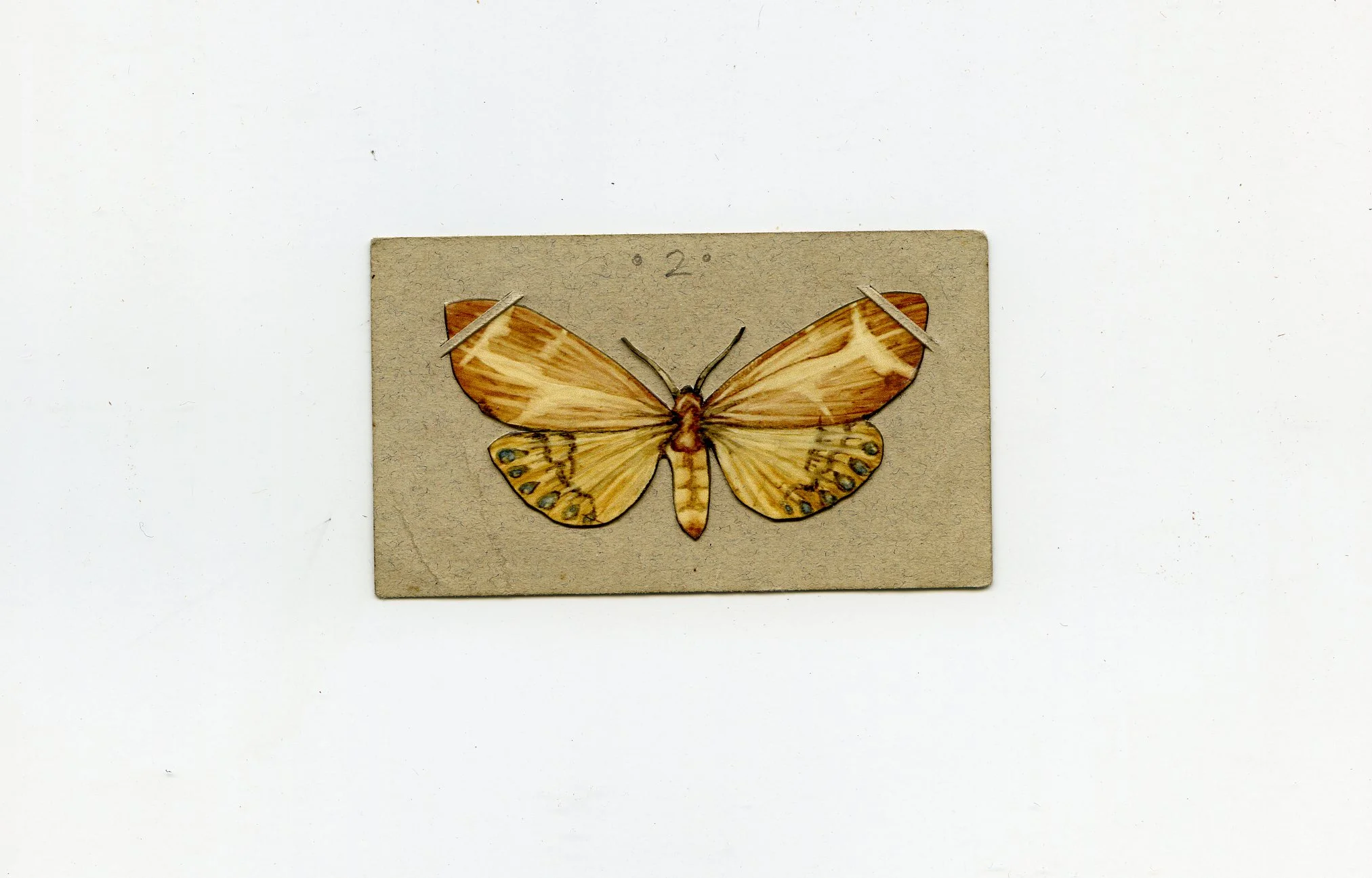 printmoth303.jpg