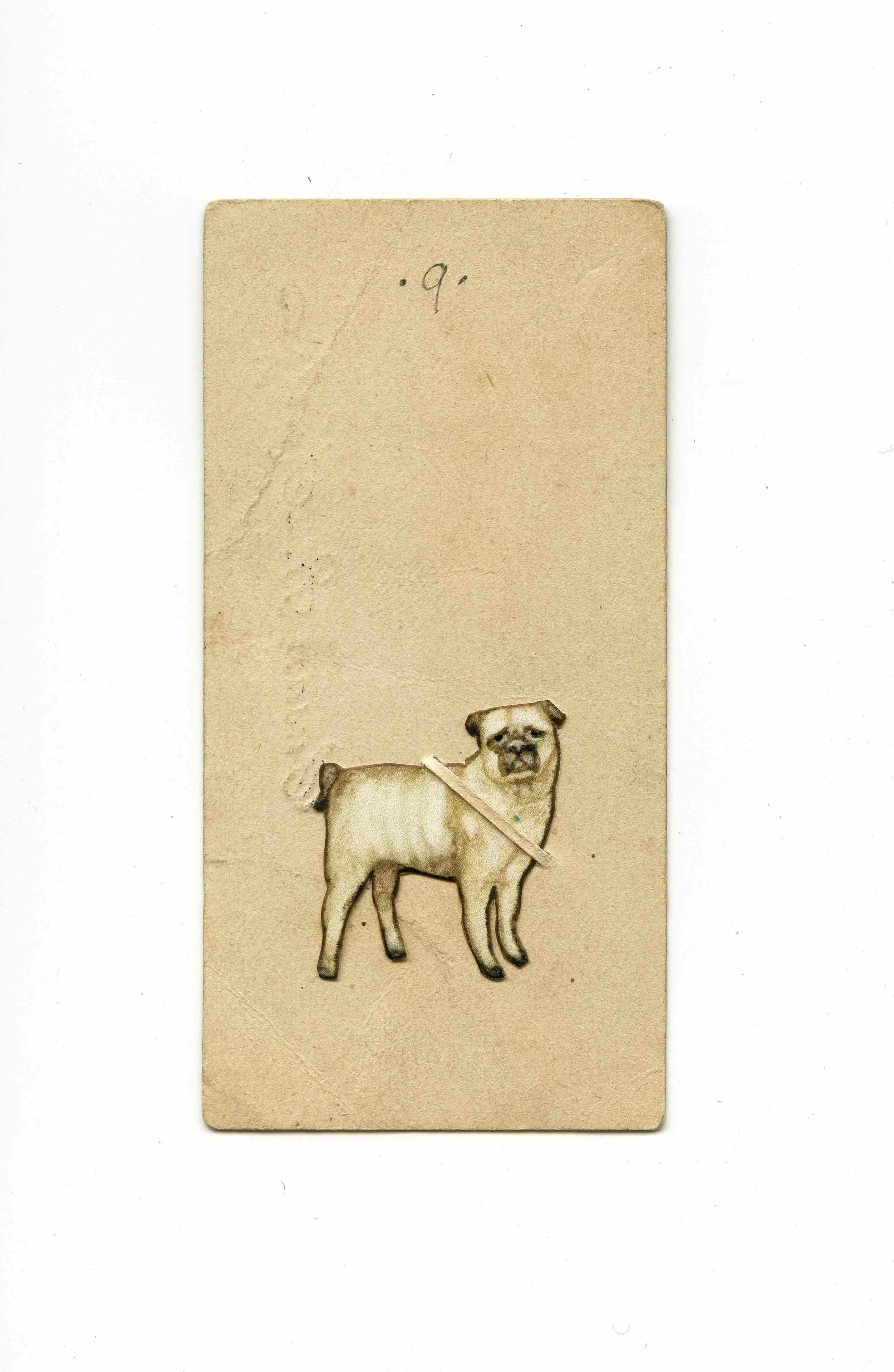 Pug.jpg