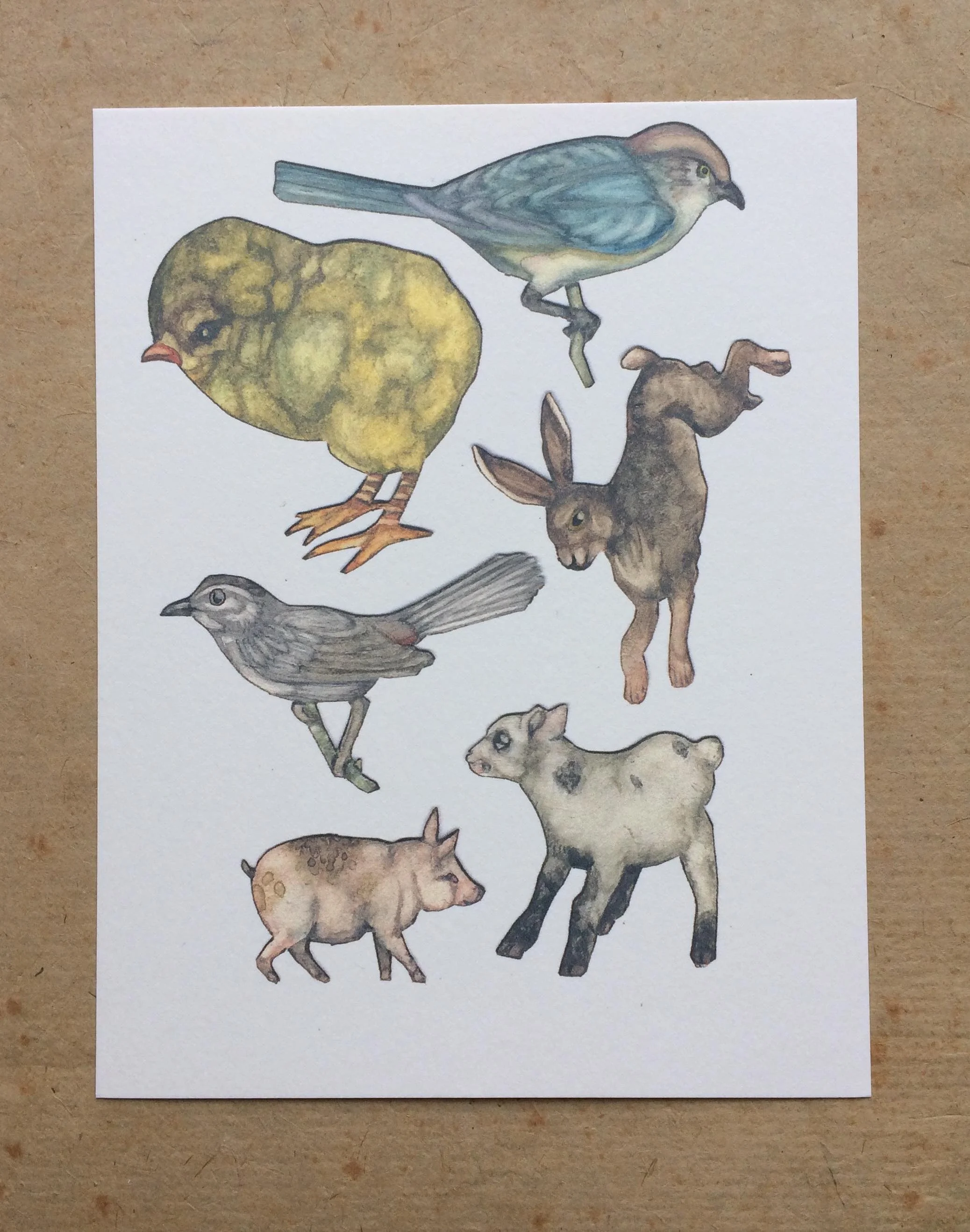 ChickSmallAnimal.jpg