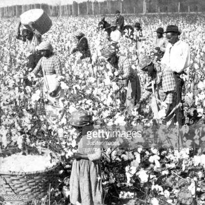 Cotton Farming
