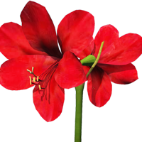 Amaryllis Season: September to April Colors: White, Yellow, Red, Pink