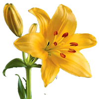 Asiatic Lily Season: Year Round Colors: White, Pink, Yellow, Orange