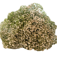 Baby's Breath Season: Year Round Colors: White