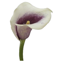 Calla Lily Season: Year Round Colors: White, Yellow, Orange, Red, Pink, Purple
