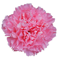 Carnation Season: Year Round Colors: White, Yellow, Orange, Green, Pink, Red, Purple, Peach