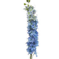 Delphinium Season: April to October Colors: White and Blue