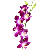 Dendrobium Orchid Season: Year Round Colors: White, Pink, Purple, Yellow