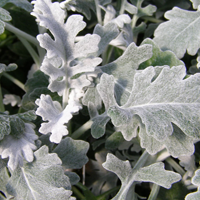 Dusty Miller Season: Year Round Colors: Minty Green