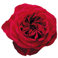 Garden Rose Season: Year Round Colors: White, Pink, Red, Peach, Yellow