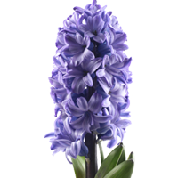 Hyacinth Season: March to August Colors: White, Pink, Purple