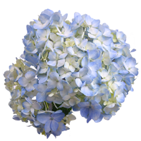Hydrangea Season: Year Round Colors: White, Blue, Green, Pink