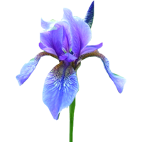 Iris Season: March to August Colors: White, Purple, Blue