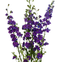 Larkspur Season: March to September Colors: White, Purple, Blue, Pink