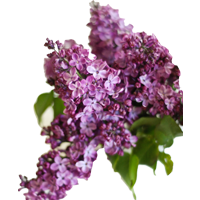 Lilac Season: March to May Colors: White, Violet