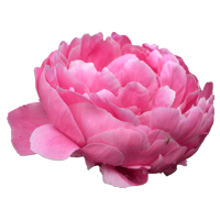 Peony Season: May to July and December to January Also Available January to May but cost more Colors: White, Pink