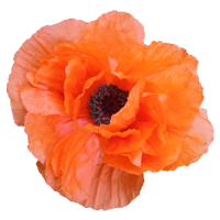 Poppy Season: March to August Colors: Red, Orange, Pink