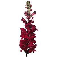 Snap Dragon Season: March to September Colors: White, Pink, Yellow, Orange