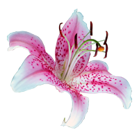 Stargazer Lily Season: January to October Colors: White, Pink