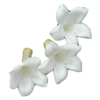 Stephanotis Season: March to September Colors: White