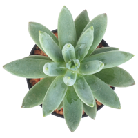 Succulent Season: Year Round Colors: Green, Pink, Blue