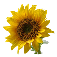 Sunflower Season: April to November Colors: Yellow