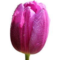 Tulip Season: December to April Colors: White, Pink, Yellow, Red, Purple, Orange