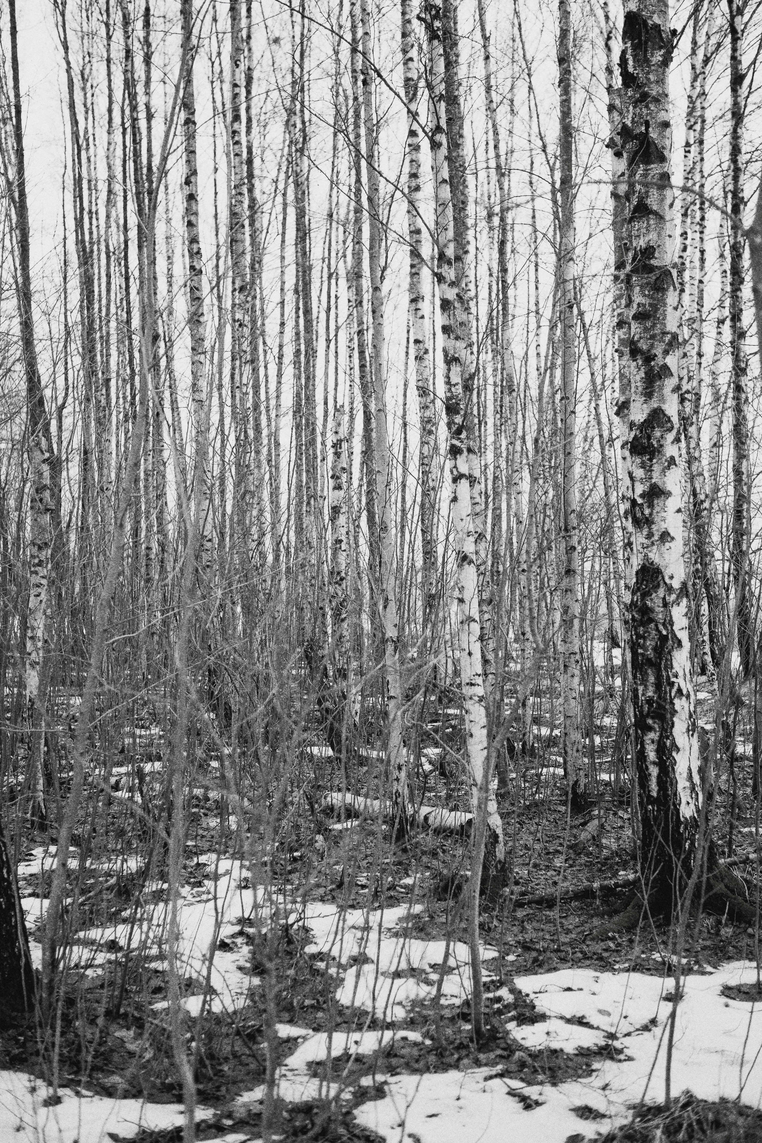Birches. Helsinki, 2015.