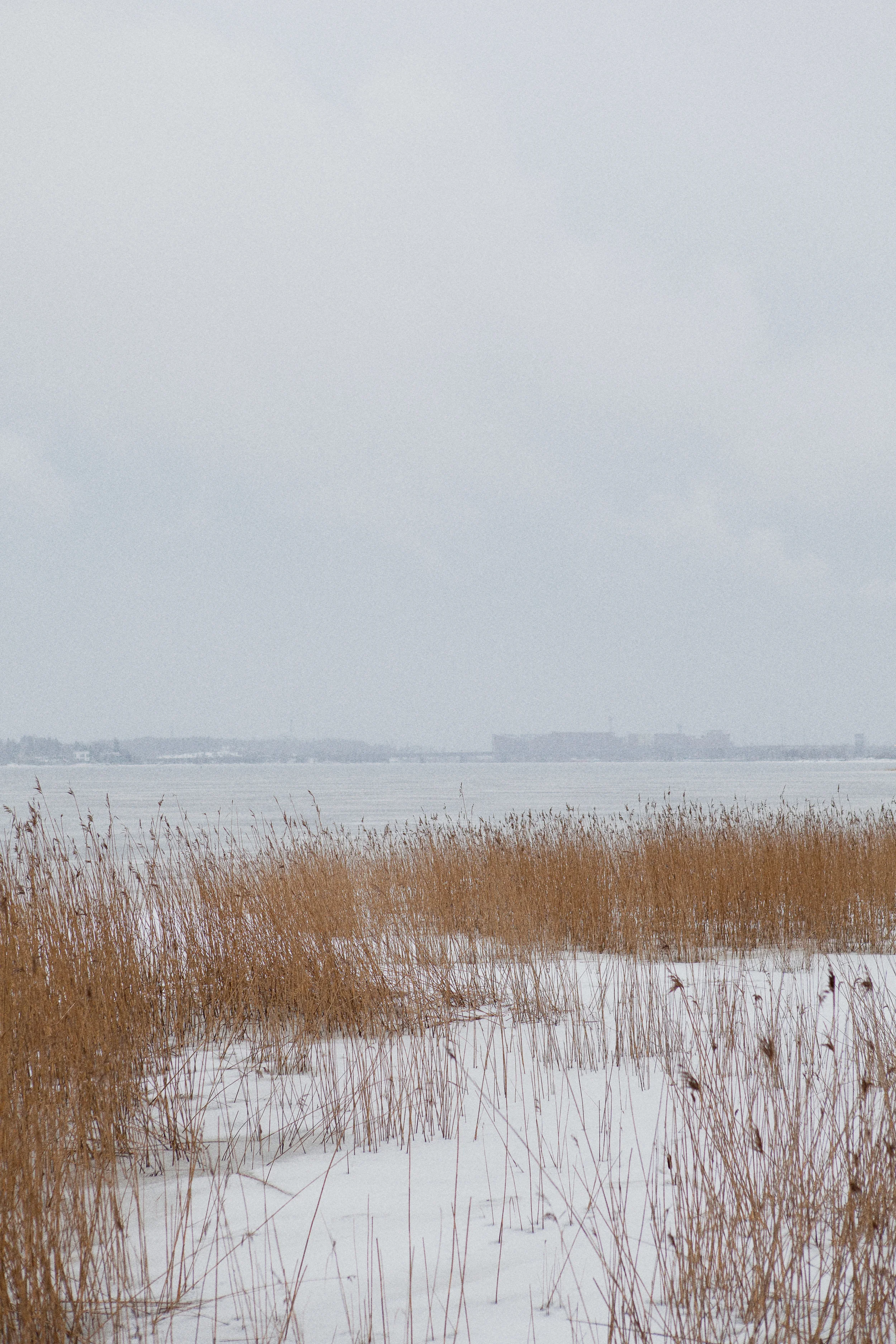 Lammassaari