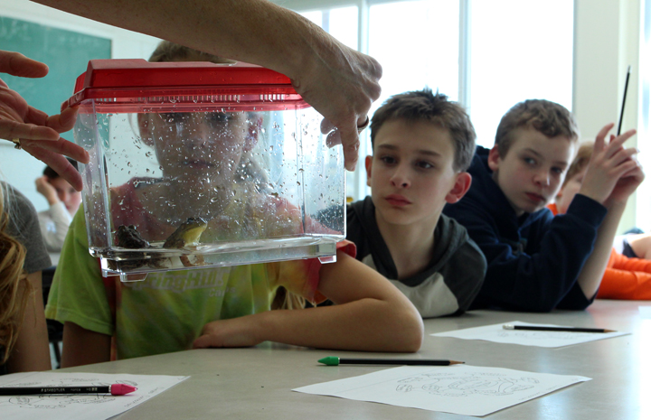  Students in the upper elementary learn the science behind climate change and look at how it has affected us locally. The Michigan cold climate mink frog population is being depleted as the green frog moves further north. Green frogs are able to mate