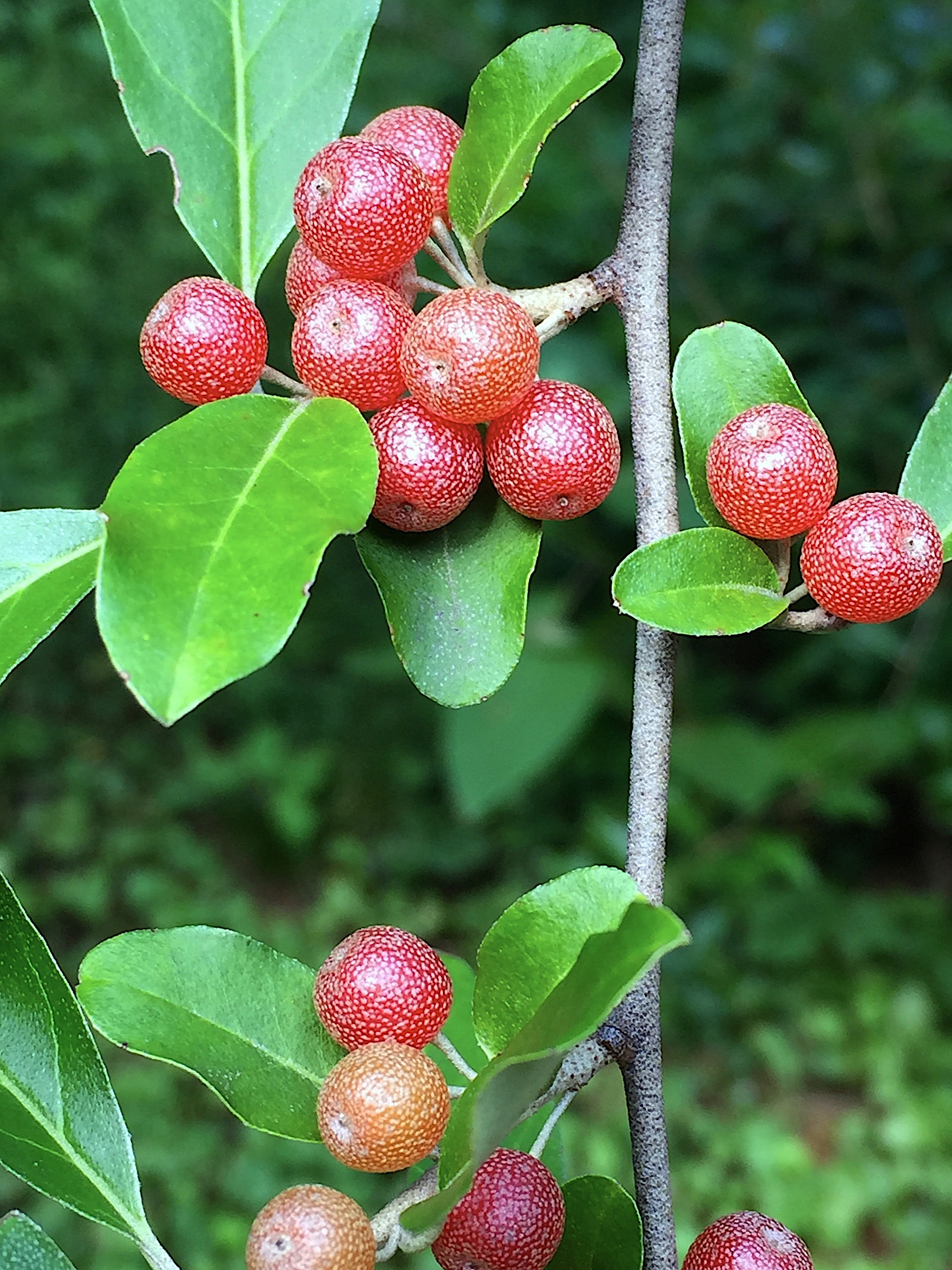 Eleagnus_lanceolata_fruits.jpg