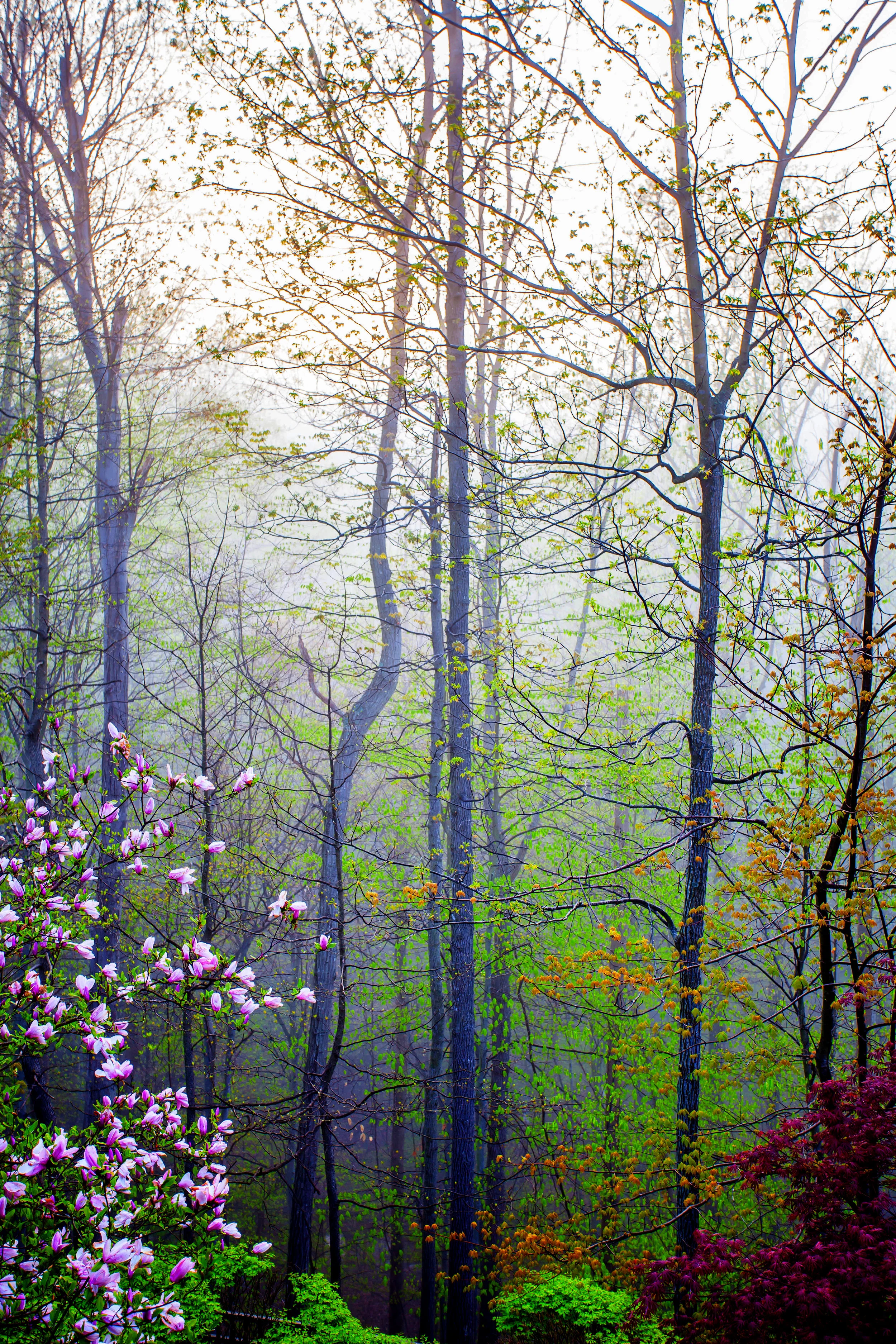 IMG_9963 TREES 1.jpg
