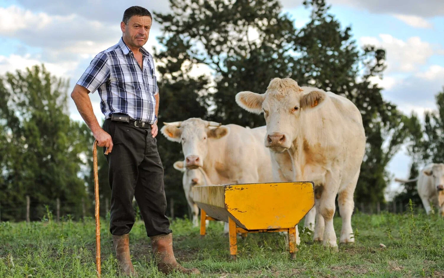 cows and farmer.jpg