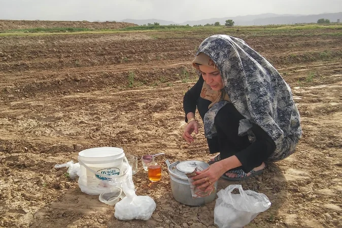 fatome_saffron_planting_day.jpg