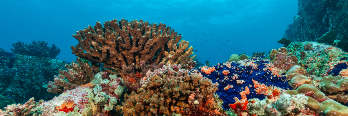 Cooperation on the Marine Environment Can Unite the Gulf