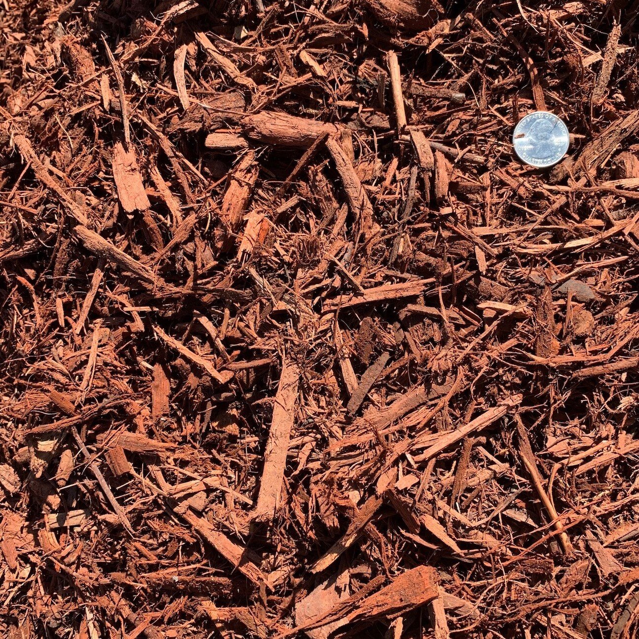  Red mulch with a quarter for size representation showing shredded mulch 1 inch minus with fines. 