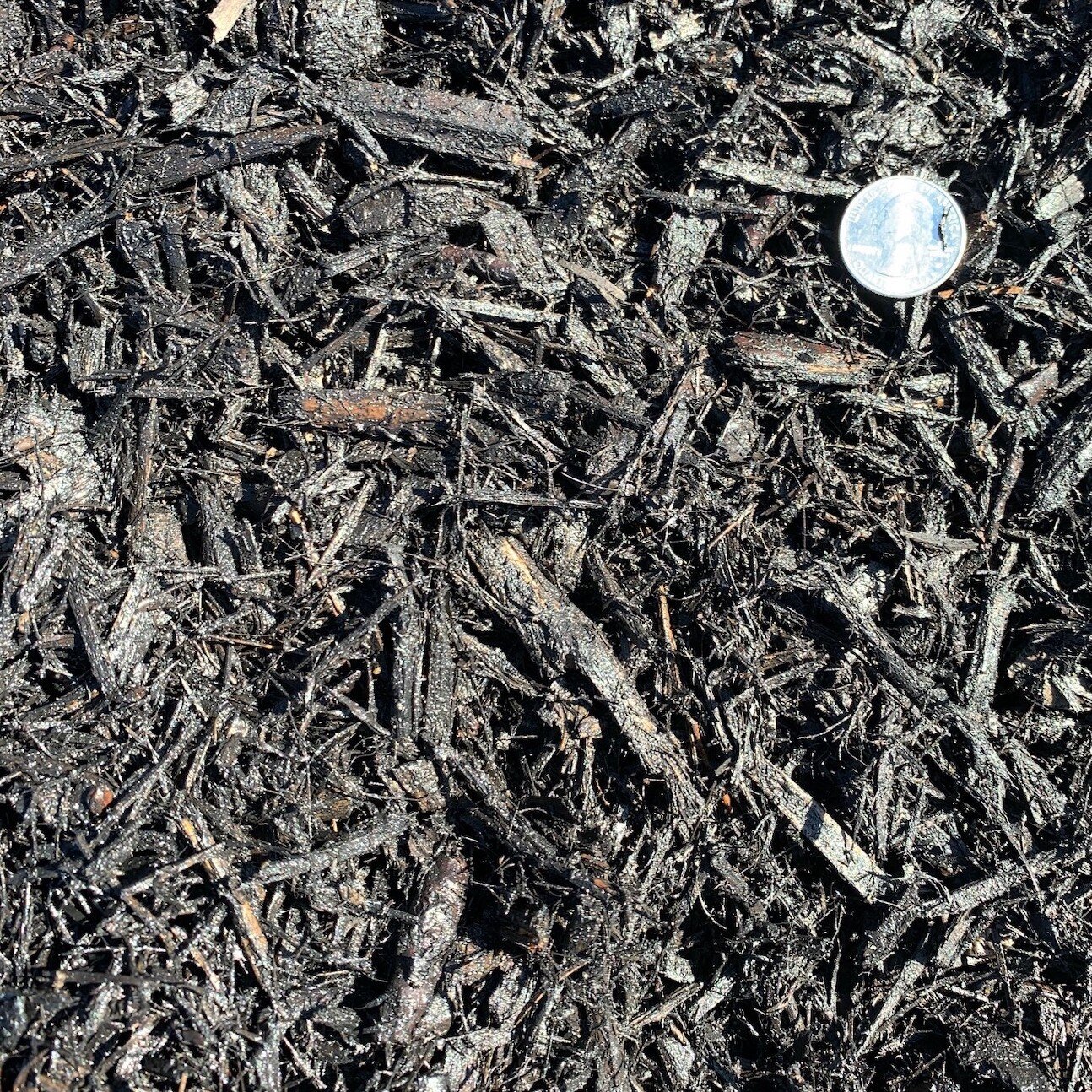  Black mulch with a quarter for size representation showing shredded mulch 1 inch minus with fines. 