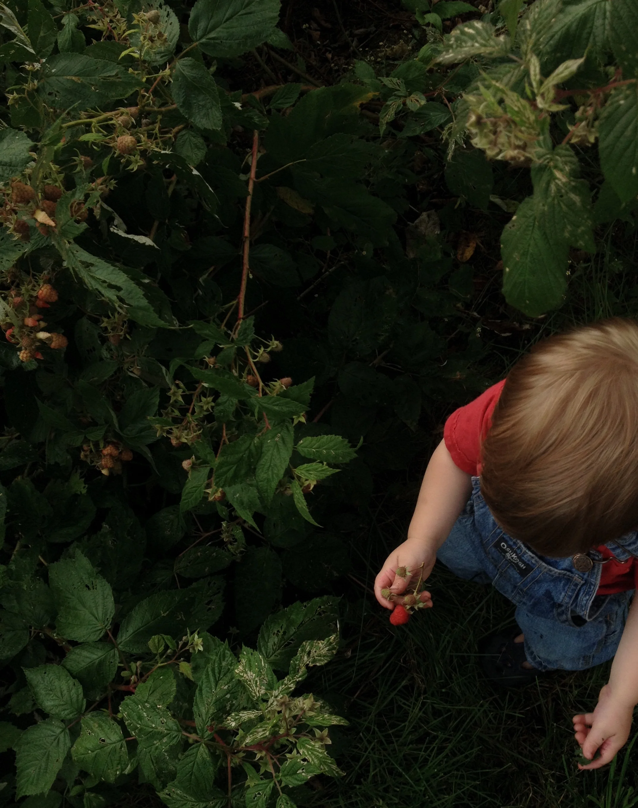 riverberries.jpg