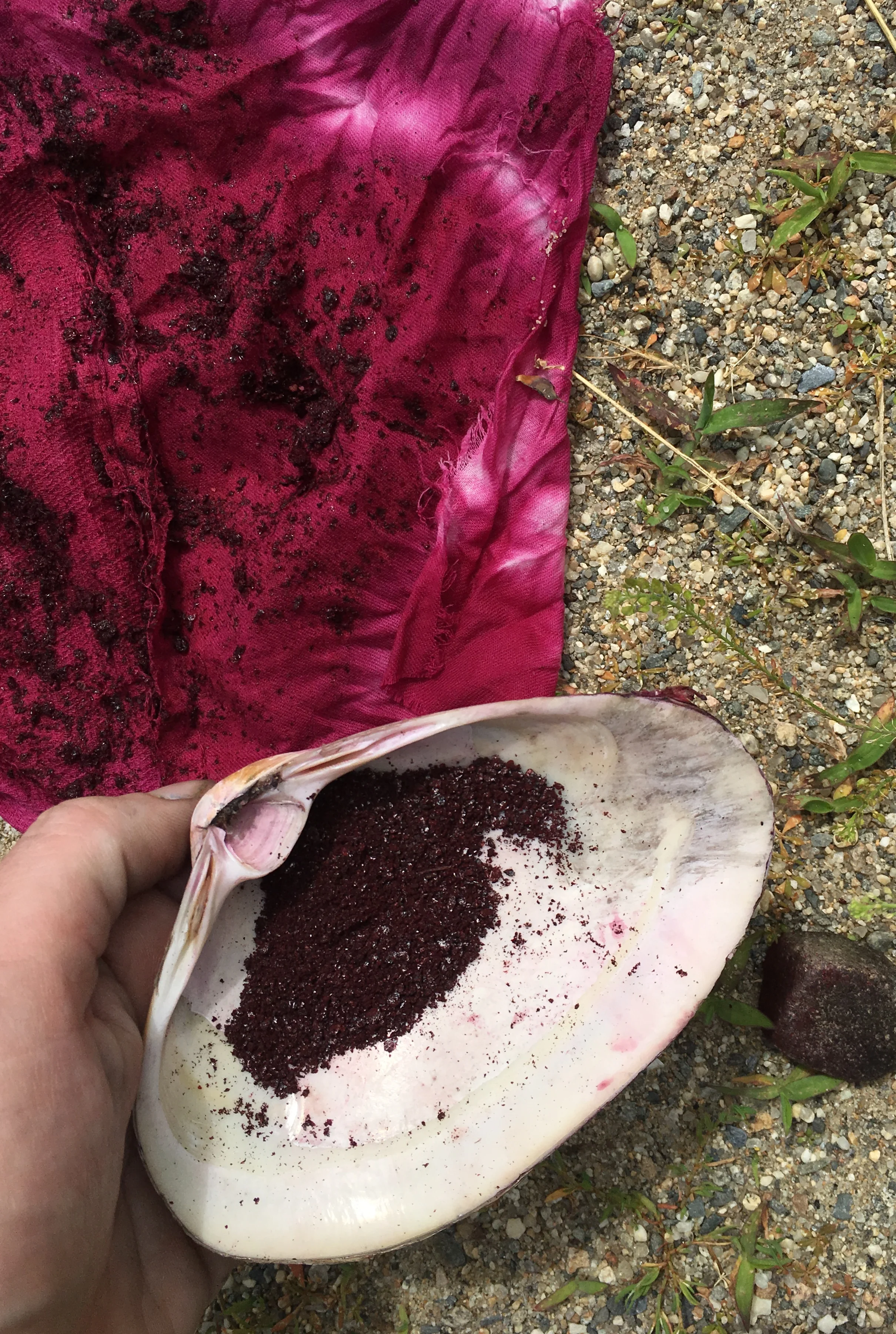 Grinding cochineal in a clamshell to make that vivid fuchsia 