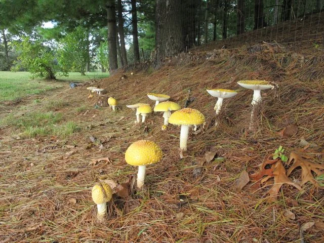 What the Aminita look like in the great white north. Keep your eyes peeled!