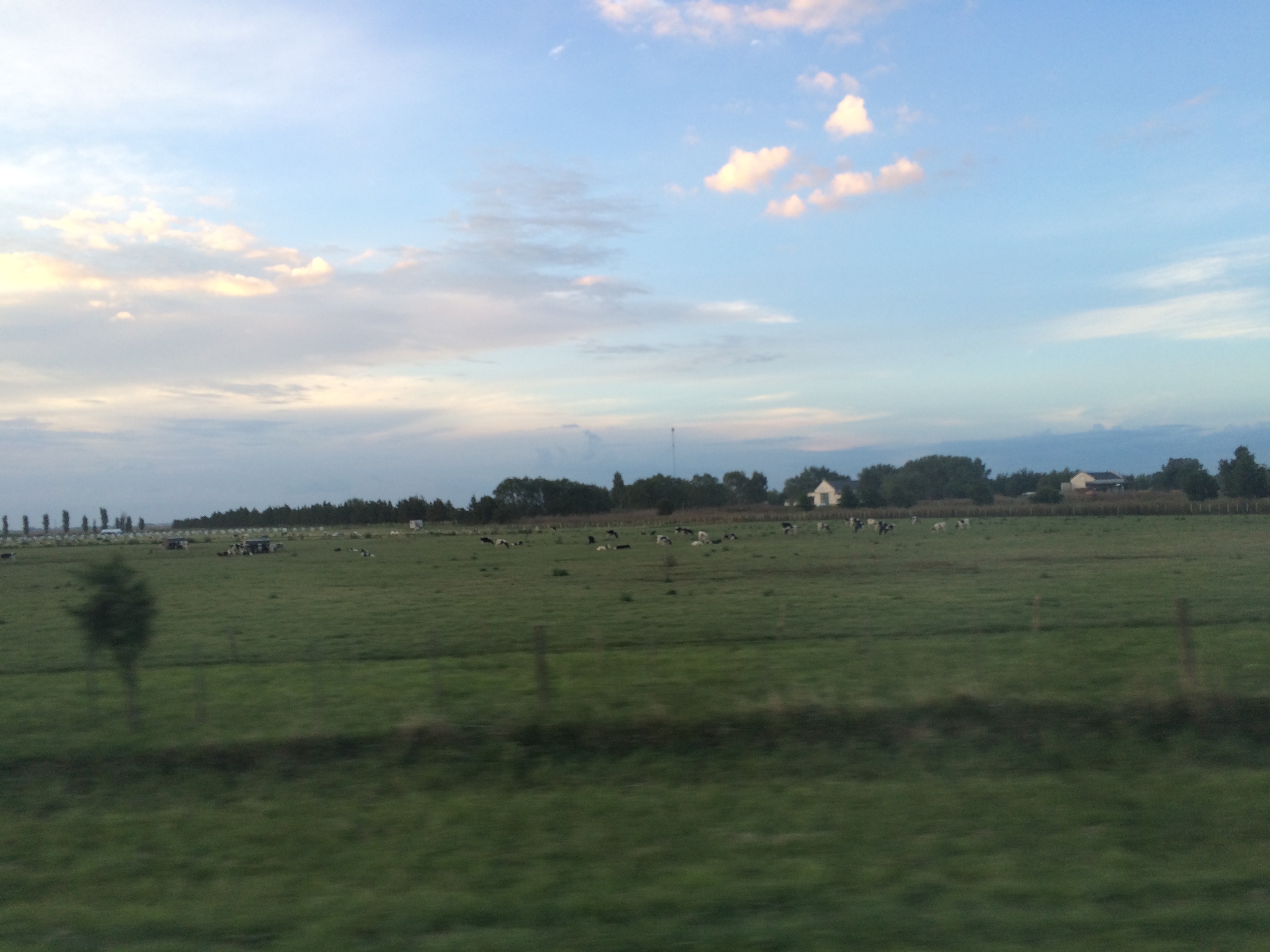 Dairy farms with hundreds of cows could be seen throughout the country side. 